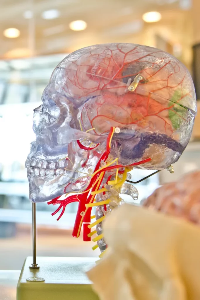 Model of brain within a translucent model skull