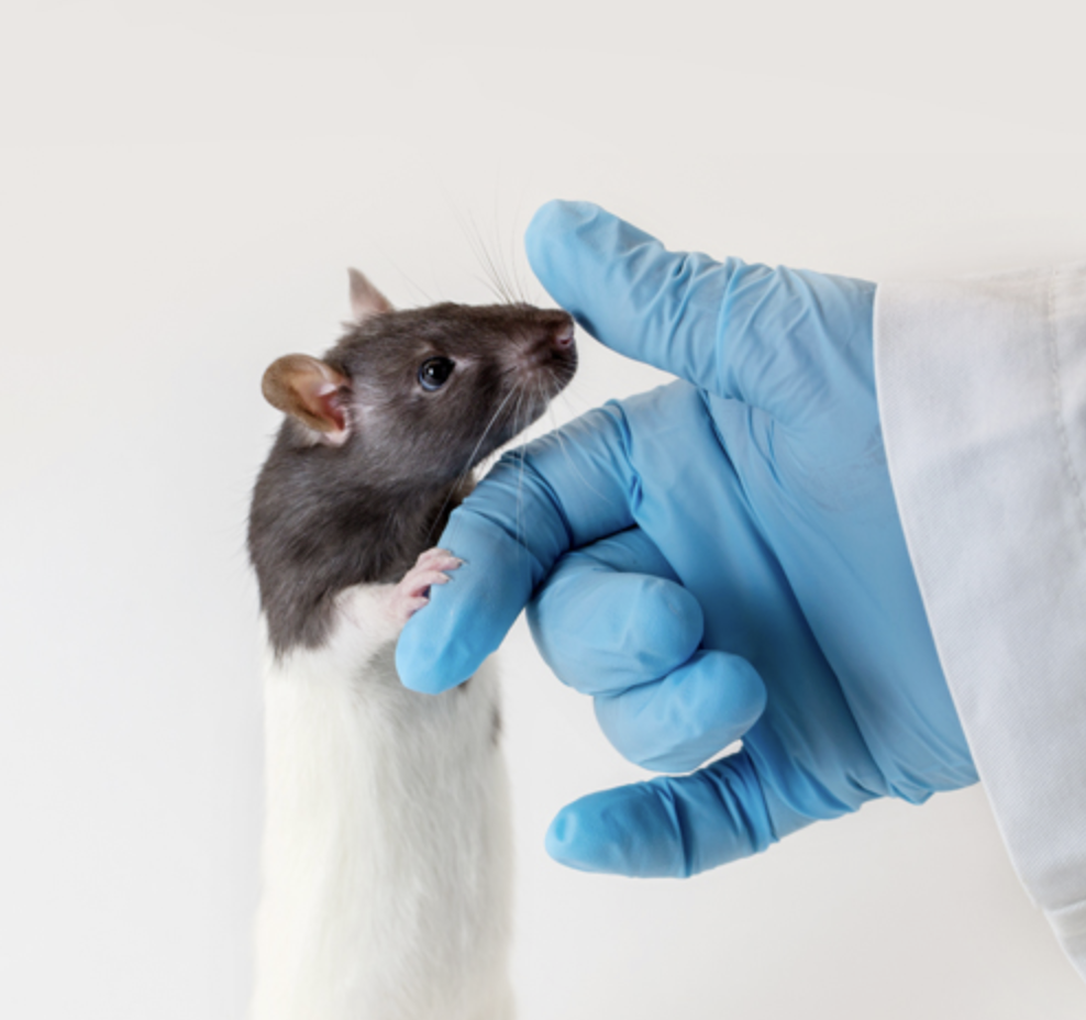 Research touching a mouse with a gloved hand